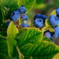 Kanadische Heidelbeeren anbauen